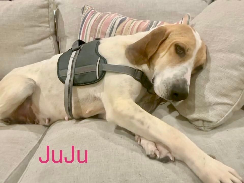 JUJU, an adoptable Hound in Madisonville, LA, 70447 | Photo Image 4