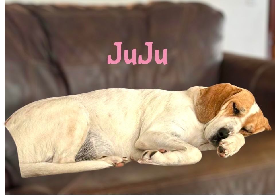 JUJU, an adoptable Hound in Madisonville, LA, 70447 | Photo Image 5