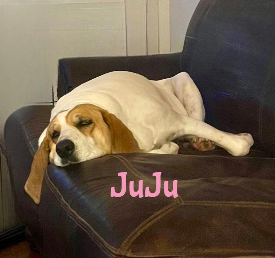 JUJU, an adoptable Hound in Madisonville, LA, 70447 | Photo Image 6