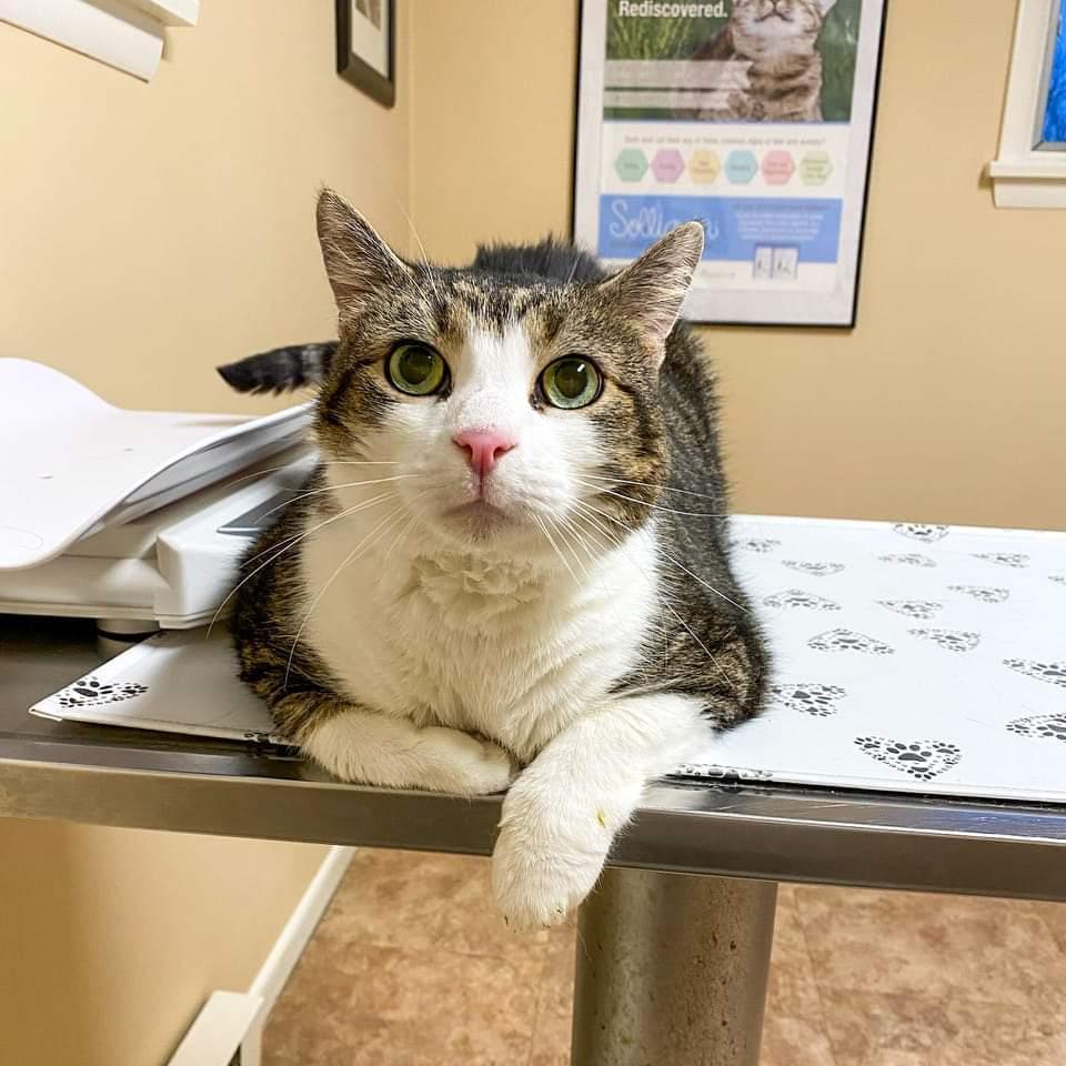 Danny, an adoptable Domestic Short Hair in Camp Hill, PA, 17001 | Photo Image 1
