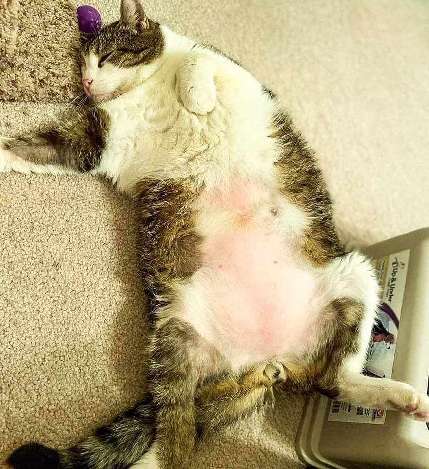 Danny, an adoptable Domestic Short Hair in Camp Hill, PA, 17001 | Photo Image 2