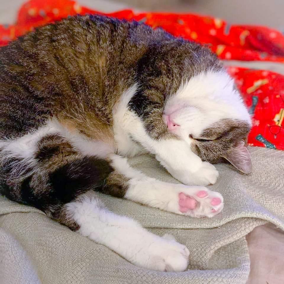 Danny, an adoptable Domestic Short Hair in Camp Hill, PA, 17001 | Photo Image 3