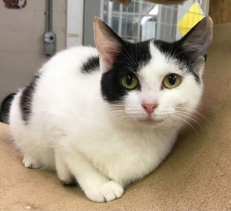 Salsa, an adoptable Domestic Short Hair in Elkins, WV, 26241 | Photo Image 1