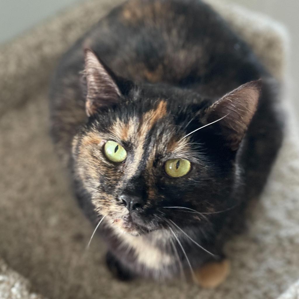 Maple Chai, an adoptable Domestic Short Hair in Franklin , IN, 46131 | Photo Image 1