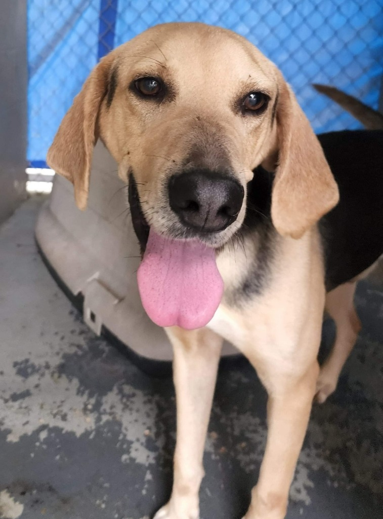 Winston, an adoptable Foxhound in El Dorado, AR, 71730 | Photo Image 1