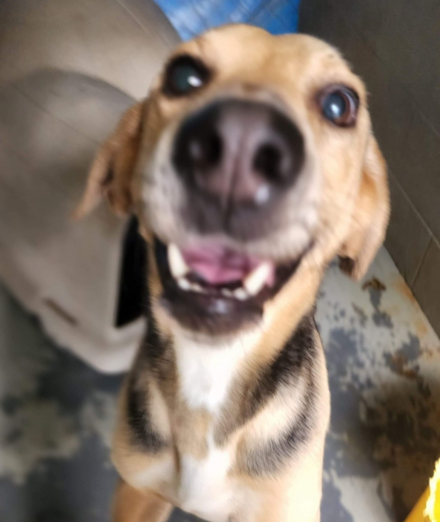 Winston, an adoptable Foxhound in El Dorado, AR, 71730 | Photo Image 2