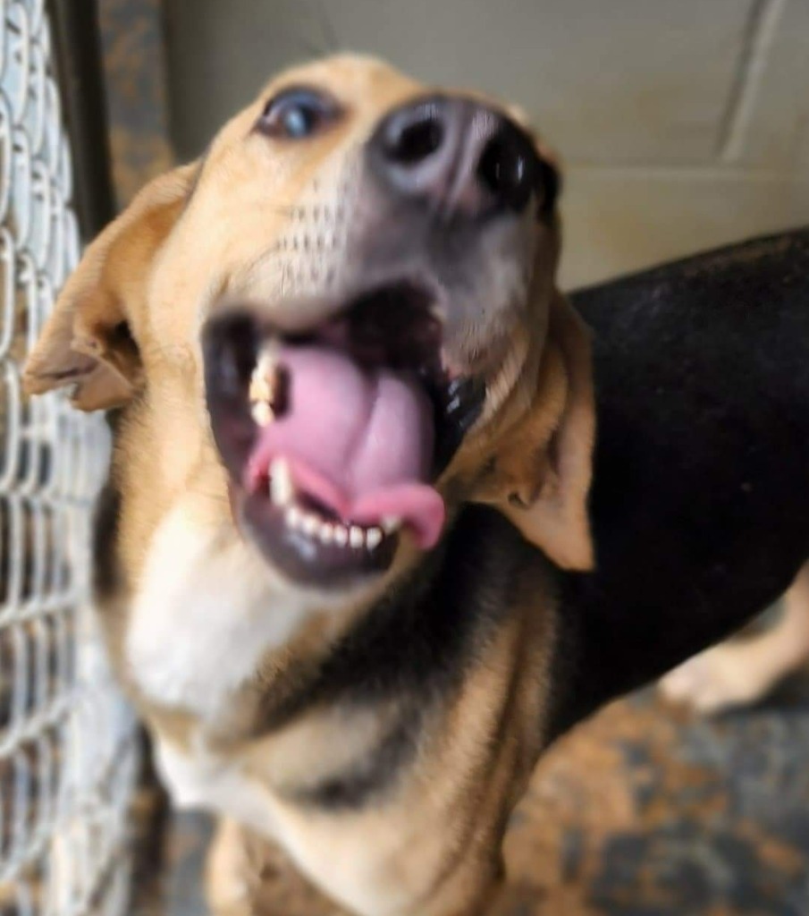 Winston, an adoptable Foxhound in El Dorado, AR, 71730 | Photo Image 3
