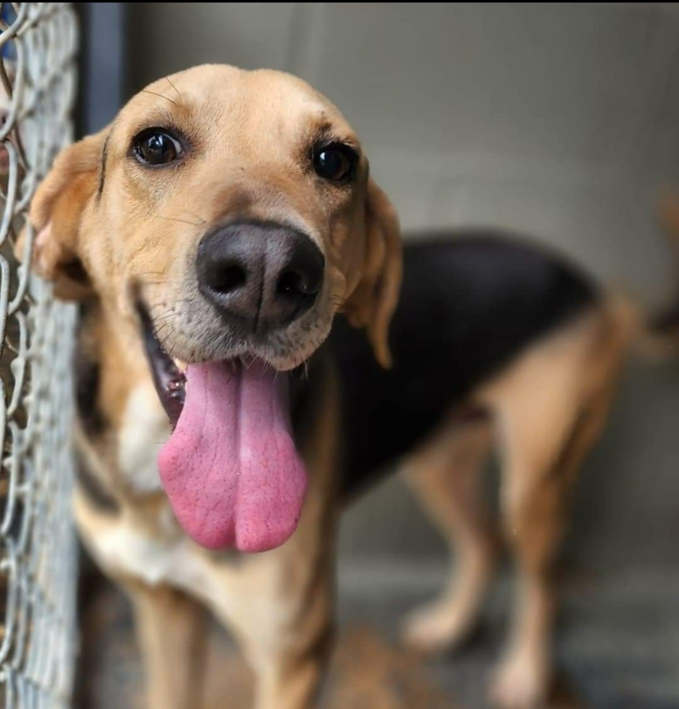 Winston, an adoptable Foxhound in El Dorado, AR, 71730 | Photo Image 4