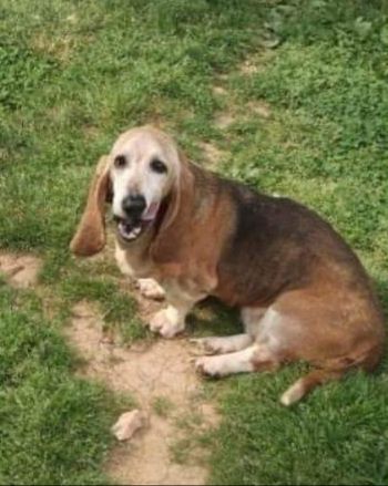 Roxy, an adoptable Basset Hound in Knoxville, TN_image-2
