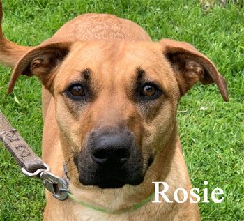 Rosie, an adoptable Shepherd in Warren, PA, 16365 | Photo Image 1