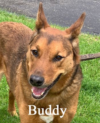 Buddy