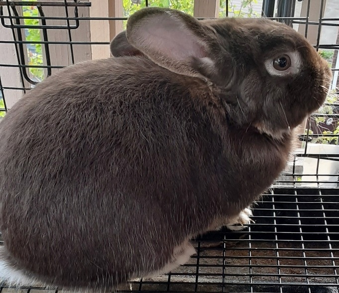 Male rabbit for adoption 2