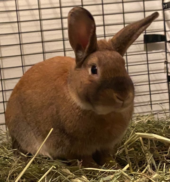 Male rabbit for adoption 1