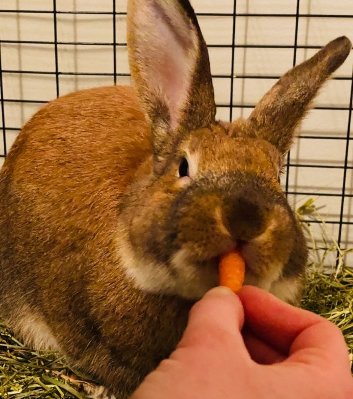Male rabbit for adoption 3