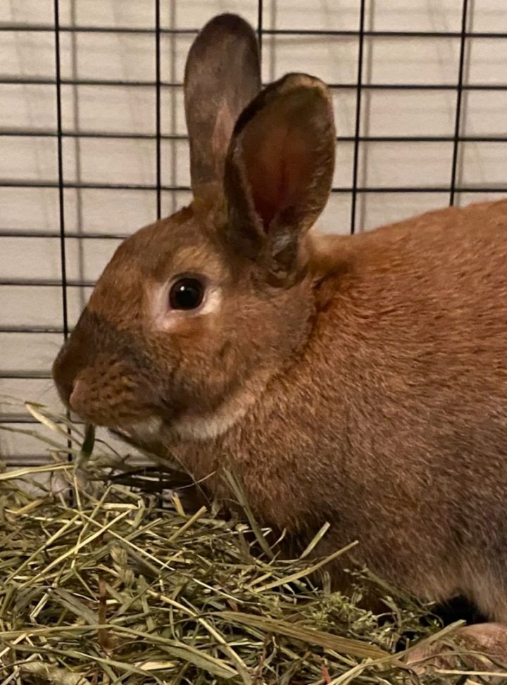 Male rabbit for adoption 4
