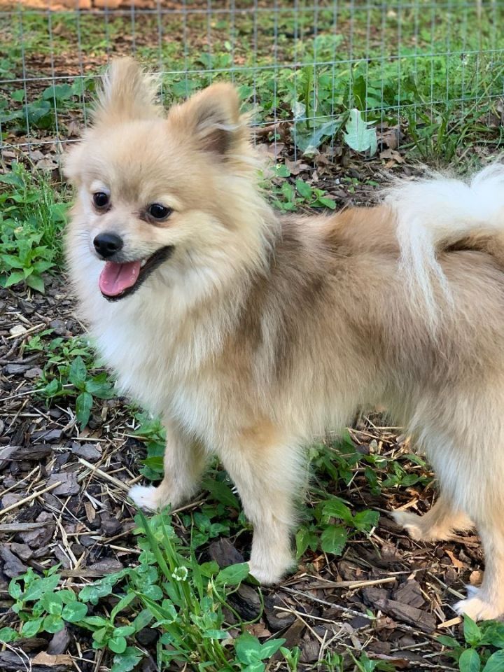 Butterball, an adopted Pomeranian in Raleigh, NC_image-1