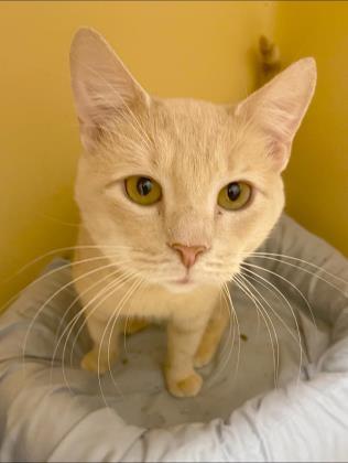 Stewie, an adoptable Domestic Short Hair in Clarks Summit, PA_image-2