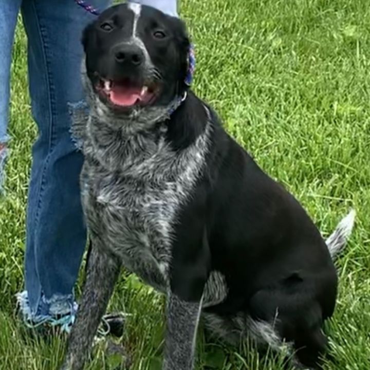 Dog for adoption - Lexi, an Australian Cattle Dog / Blue Heeler