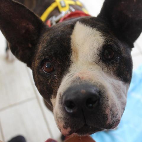 Momma Baby, an adoptable Boston Terrier, American Staffordshire Terrier in Lihue, HI, 96766 | Photo Image 1