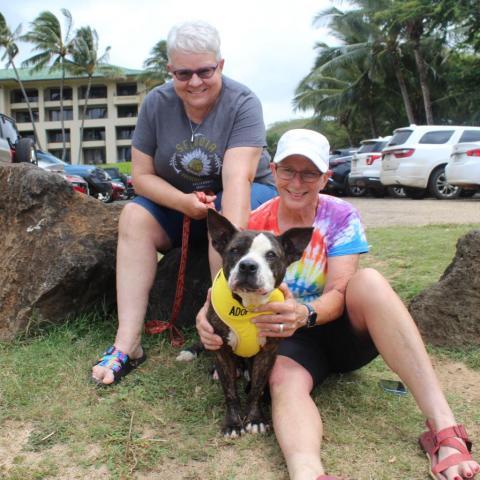 Momma Baby, an adoptable Boston Terrier, American Staffordshire Terrier in Lihue, HI, 96766 | Photo Image 3