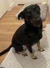 Lily photo 1