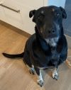 Lily photo 3