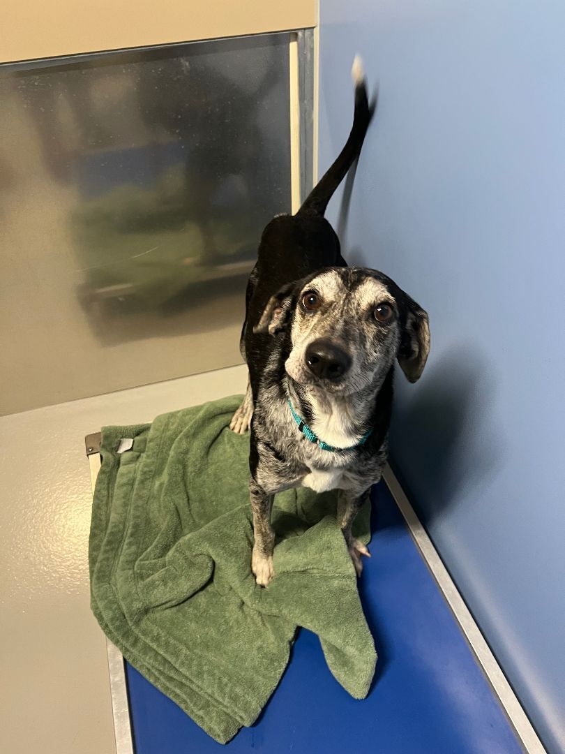 Lucky, an adoptable Hound in AQUEBOGUE, NY, 11931 | Photo Image 2