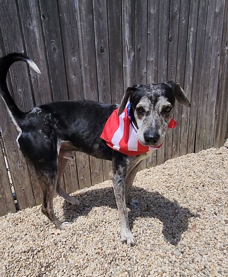 Lucky, an adoptable Hound in AQUEBOGUE, NY, 11931 | Photo Image 1