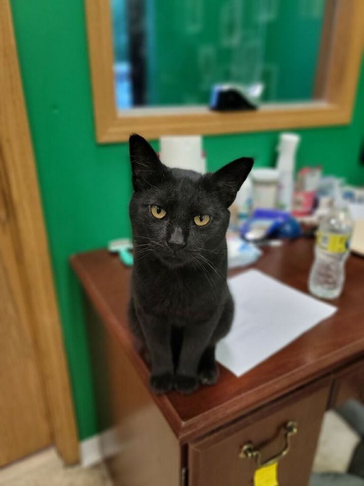 Cat for adoption Zeppi, a Domestic Short Hair in Columbus, OH Petfinder