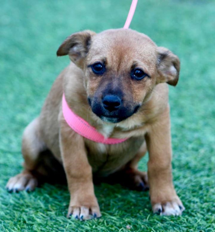 Annalise, an adopted Chihuahua & Terrier Mix in Willow Grove, PA_image-1