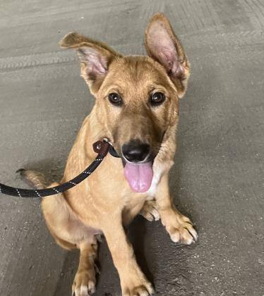 Benji, an adoptable Shepherd in Oak Park, IL, 60304 | Photo Image 4