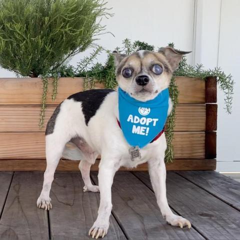 Horchata, an adoptable Chihuahua in Pacific Grove, CA, 93950 | Photo Image 1