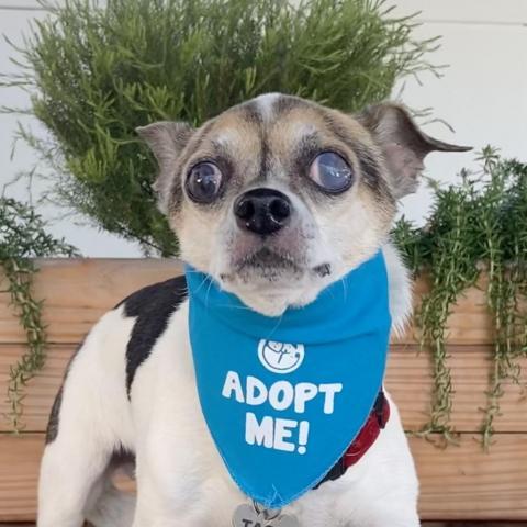 Horchata, an adoptable Chihuahua in Pacific Grove, CA, 93950 | Photo Image 2