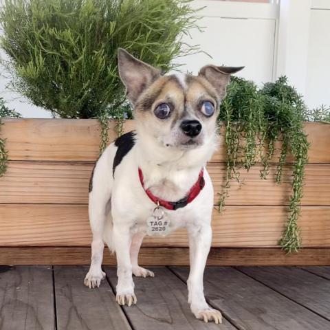 Horchata, an adoptable Chihuahua in Pacific Grove, CA, 93950 | Photo Image 4