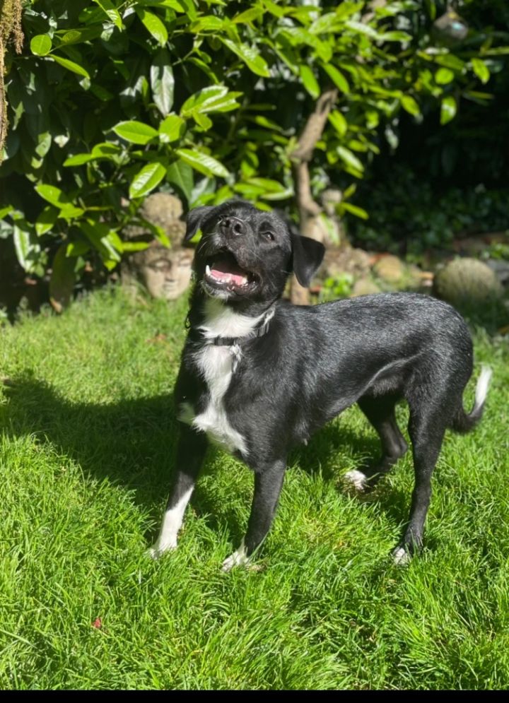 Lady, an adopted Border Collie Mix in Portland, OR_image-3