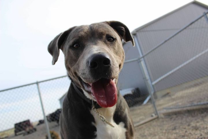 Boon, an adoptable Pit Bull Terrier Mix in Pierre, SD_image-1
