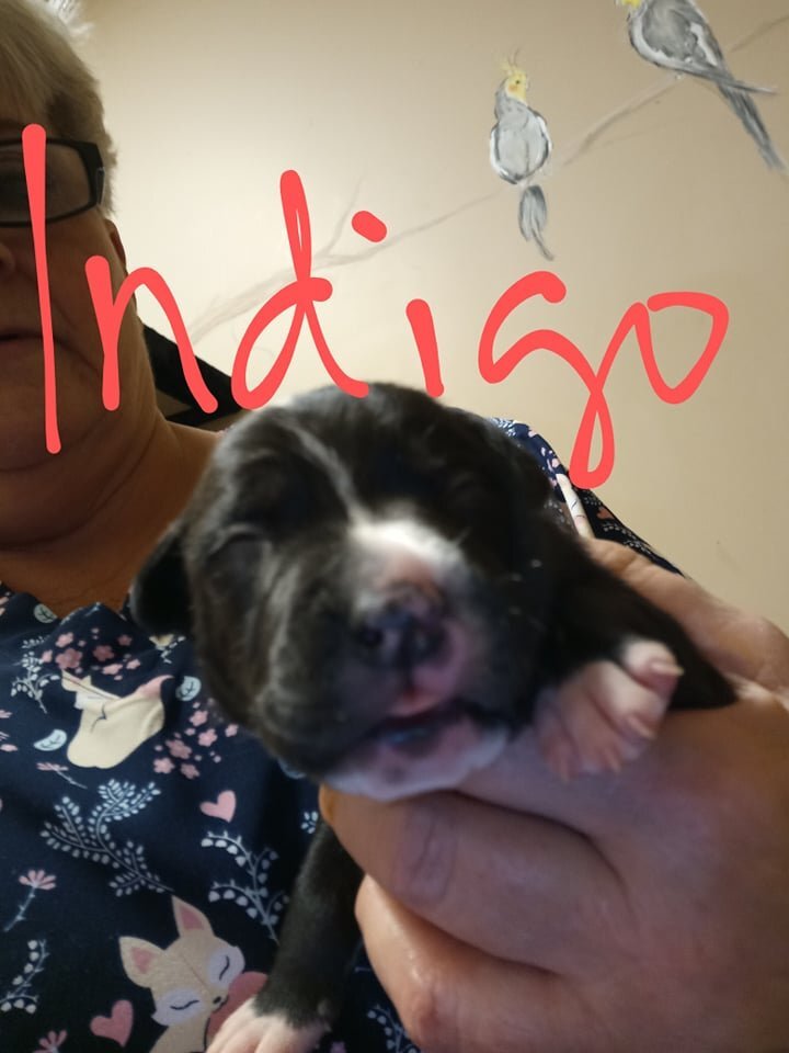 Indigo, an adoptable American Bulldog Mix in Winder, GA_image-1