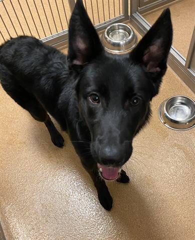 Rocky (Dave), an adoptable German Shepherd Dog Mix in Chicago, IL_image-3