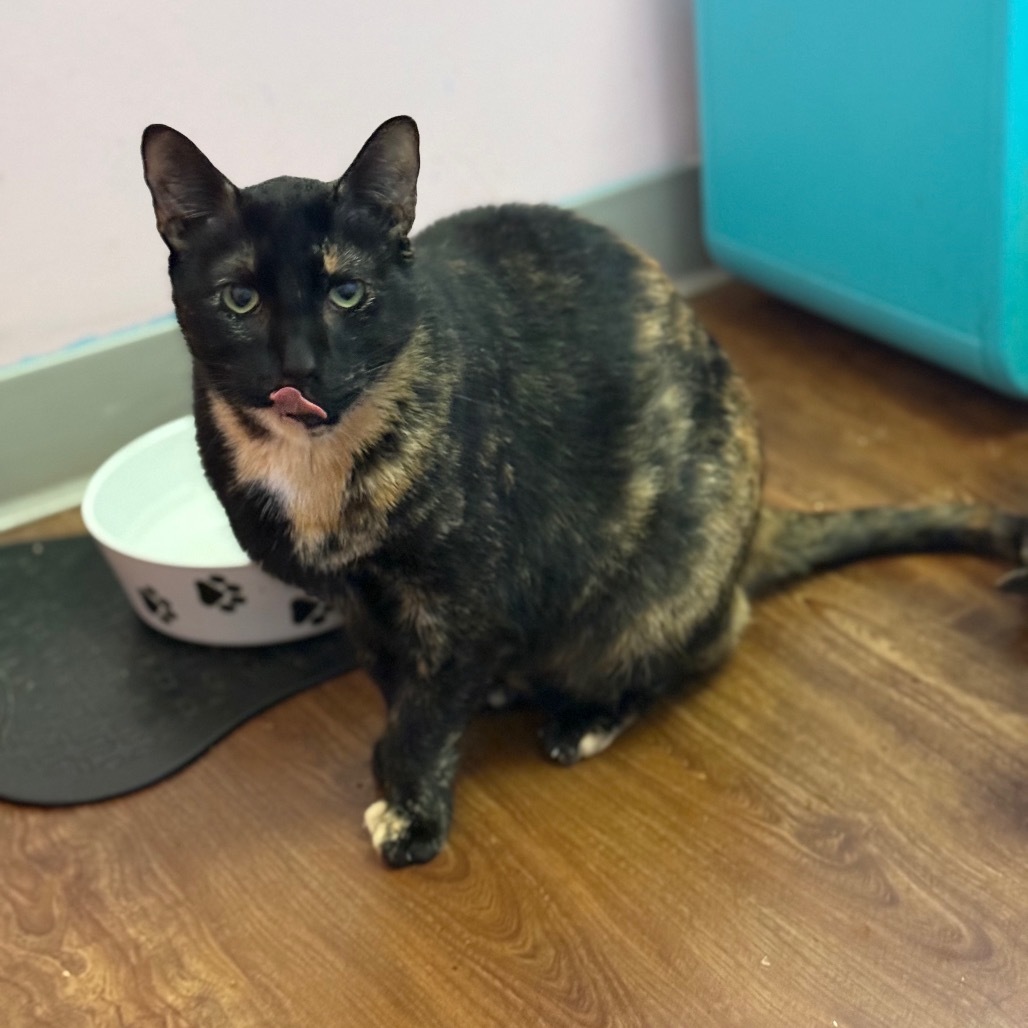 Roadie, an adoptable Domestic Short Hair in Port Richey, FL, 34668 | Photo Image 1