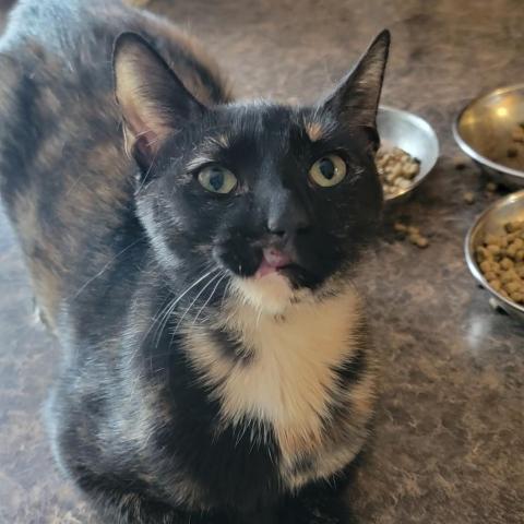 Roadie, an adoptable Domestic Short Hair in Port Richey, FL, 34668 | Photo Image 2