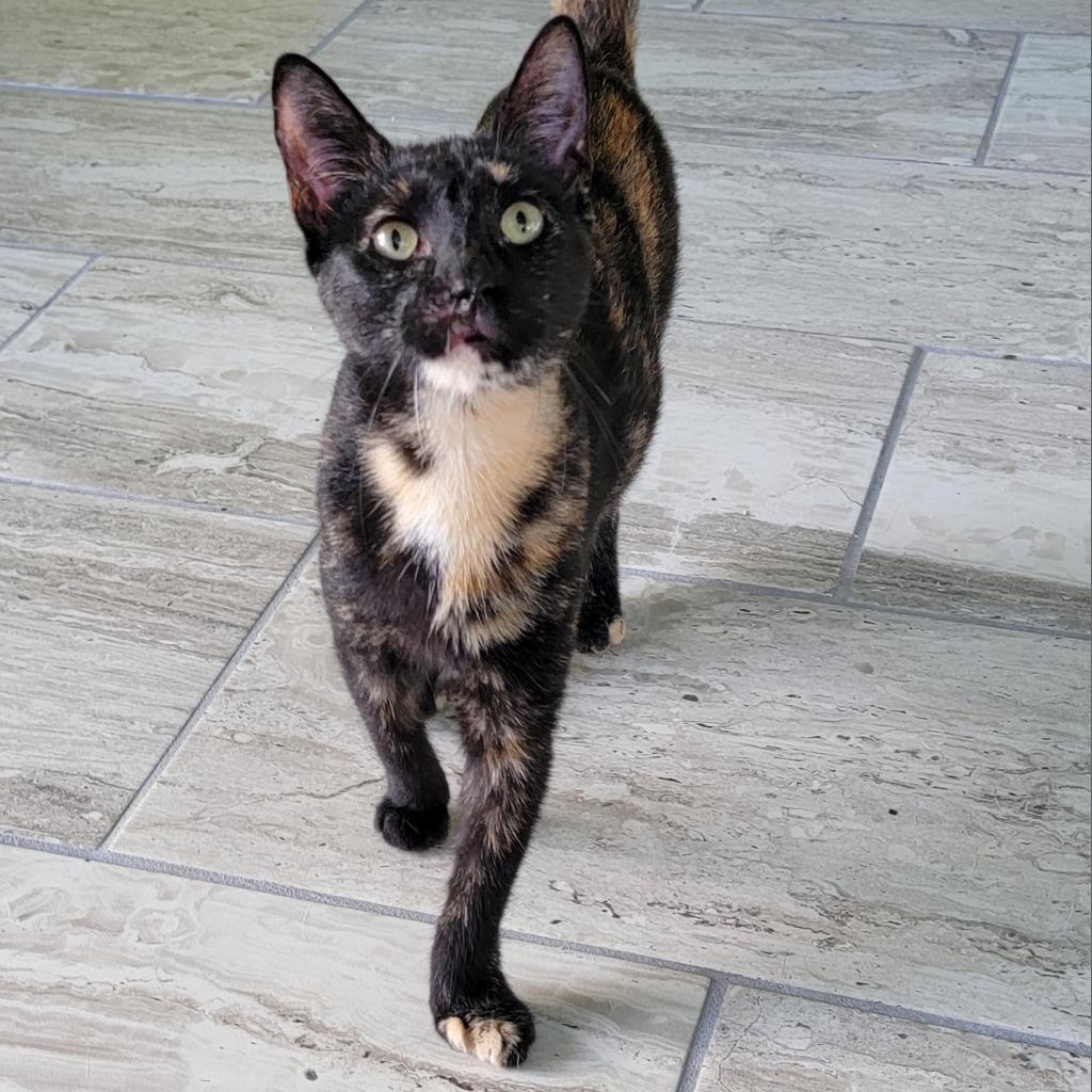 Roadie, an adoptable Domestic Short Hair in Port Richey, FL, 34668 | Photo Image 2
