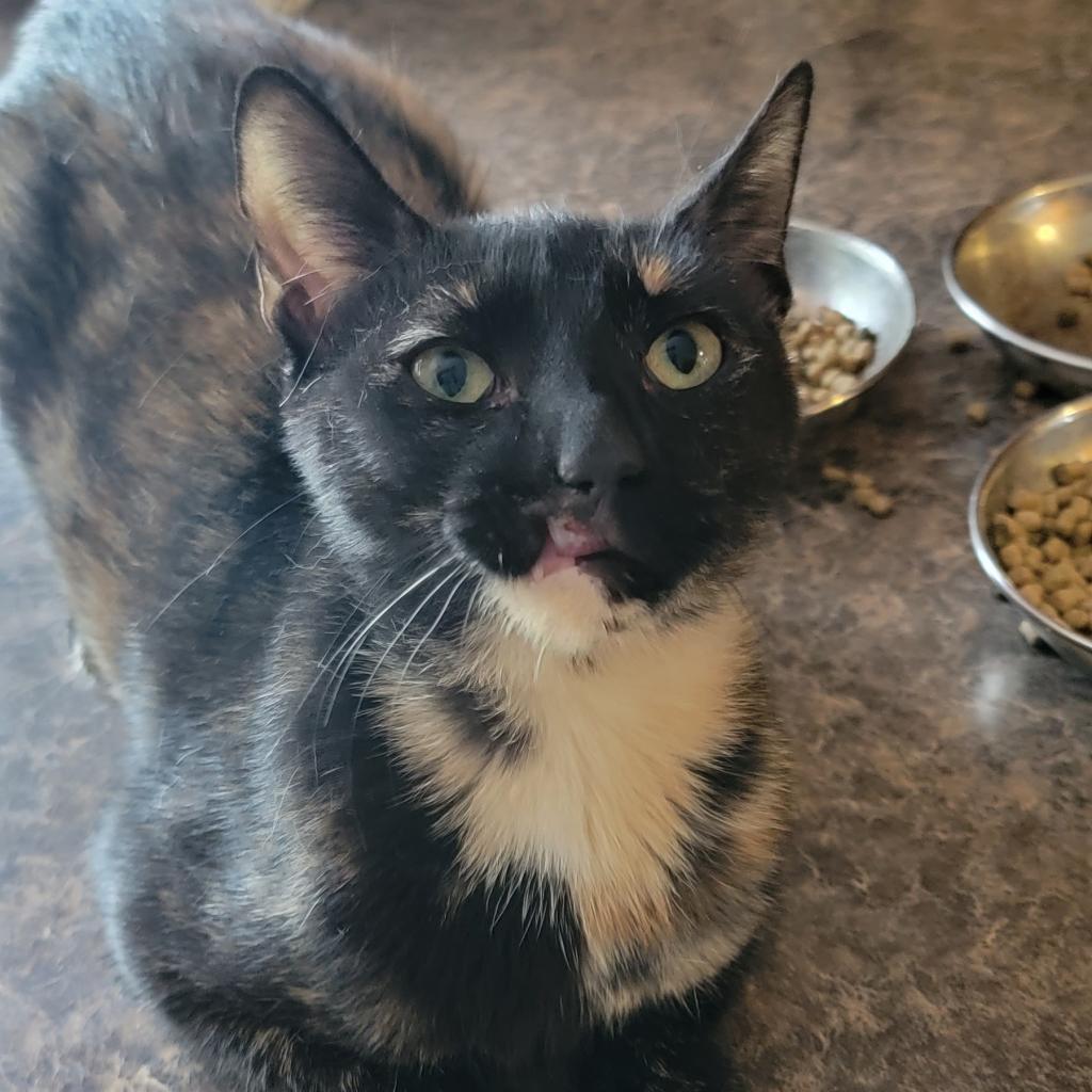 Roadie, an adoptable Domestic Short Hair in Port Richey, FL, 34668 | Photo Image 3