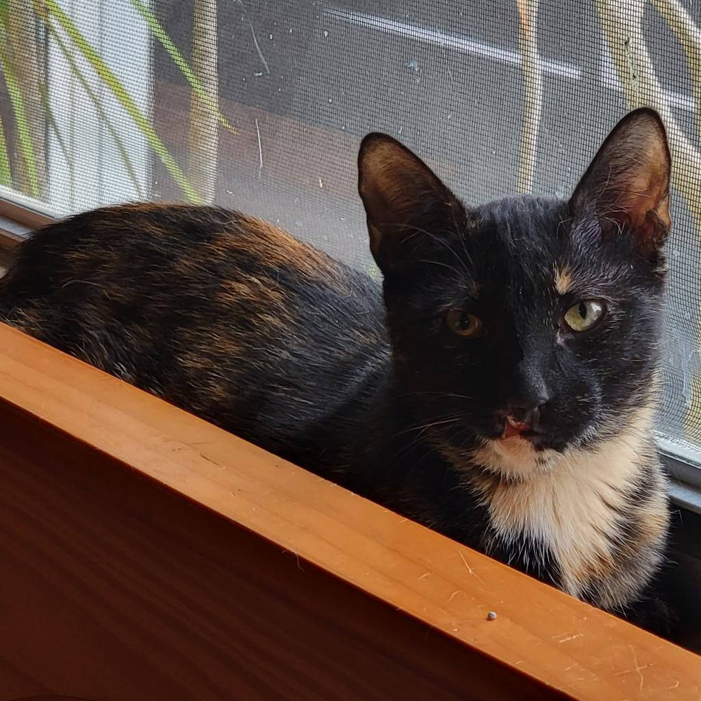 Roadie, an adoptable Domestic Short Hair in Port Richey, FL, 34668 | Photo Image 4