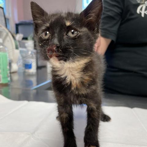 Roadie, an adoptable Domestic Short Hair in Port Richey, FL, 34668 | Photo Image 5