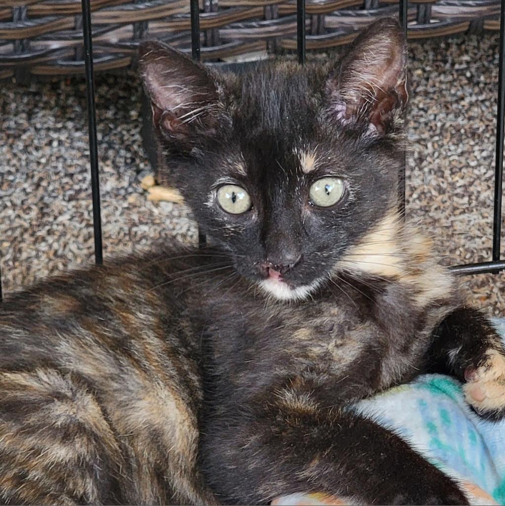 Roadie, an adoptable Domestic Short Hair in Port Richey, FL, 34668 | Photo Image 5