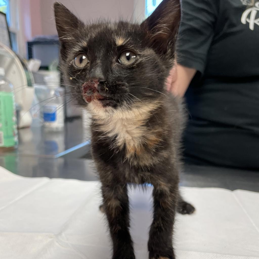 Roadie, an adoptable Domestic Short Hair in Port Richey, FL, 34668 | Photo Image 6
