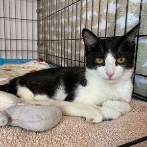 Petula Domestic Short Hair Cat