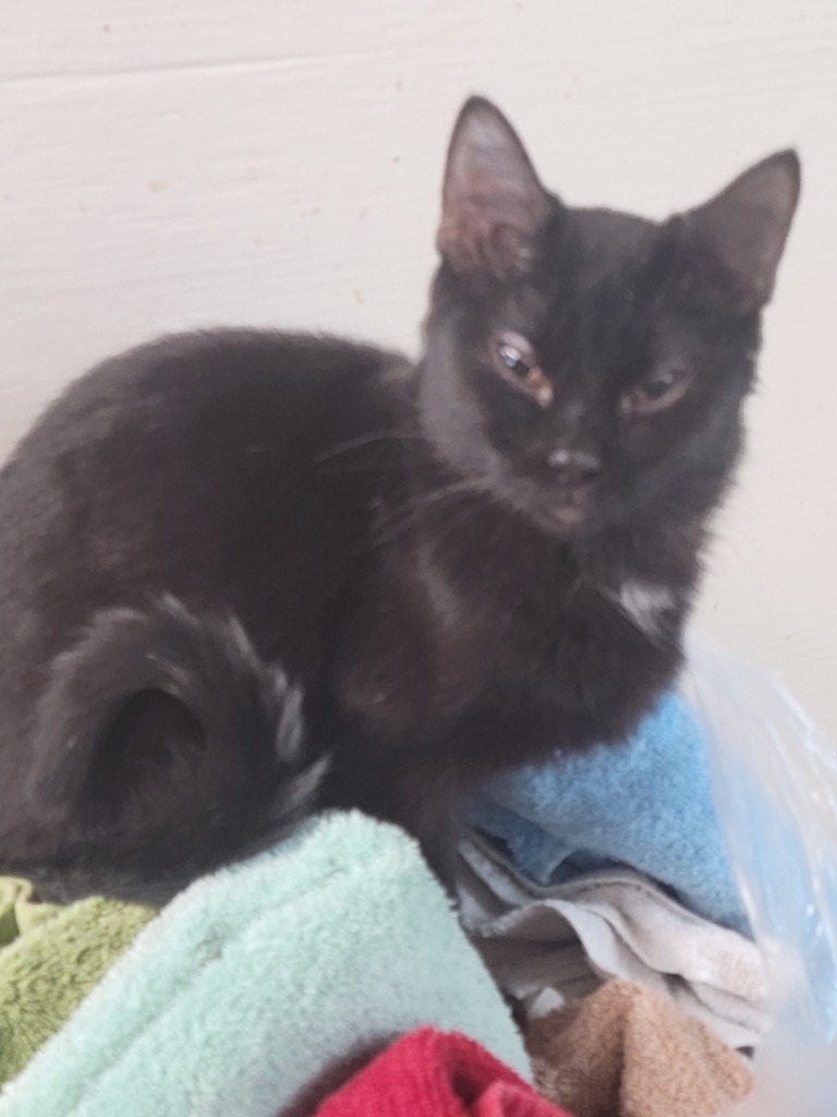 Eileen, an adoptable Domestic Short Hair in Hastings, NE, 68901 | Photo Image 1