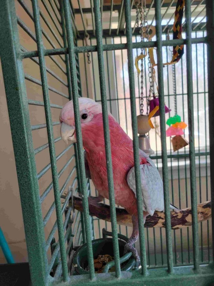 Sammy, an adoptable Parrot (Other) in North Babylon, NY_image-1