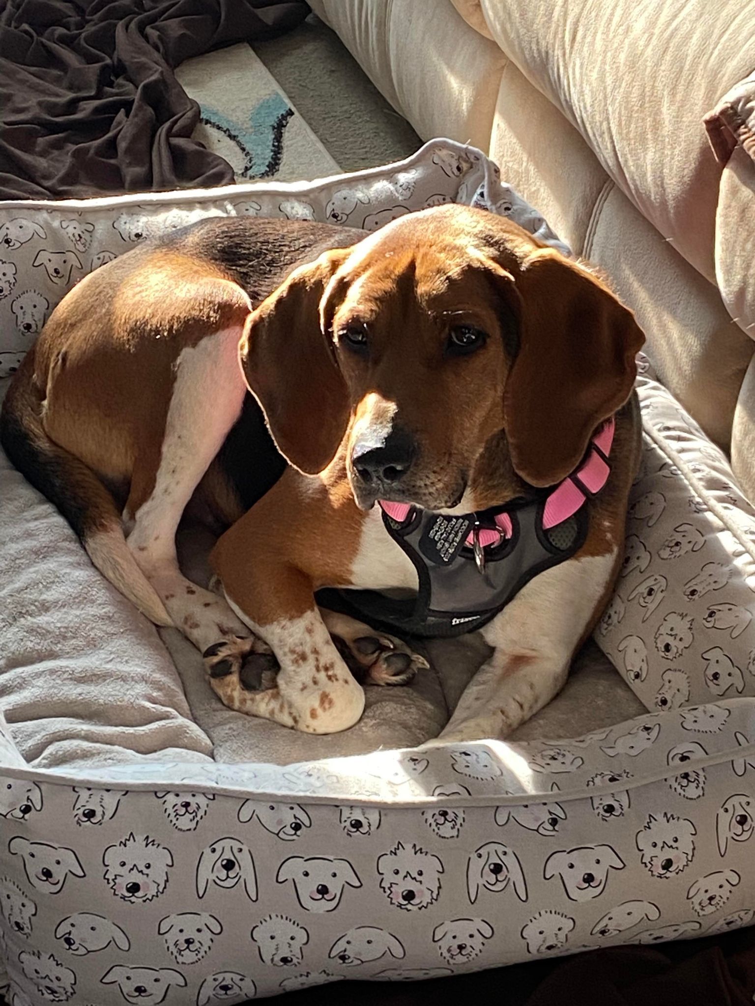 Molly, an adoptable Mixed Breed in Shelburne, VT, 05482 | Photo Image 2